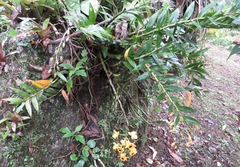 Dendrobium fimbriatum