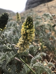 Astragalus pycnostachyus