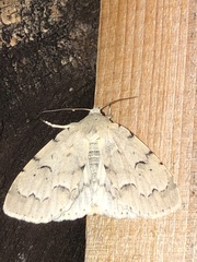 Acronicta innotata