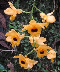 Dendrobium fimbriatum