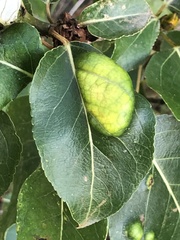 Taphrina populi-salicis