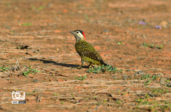 Colaptes melanochloros