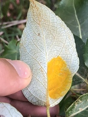 Taphrina populi-salicis