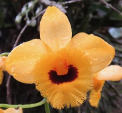 Dendrobium fimbriatum