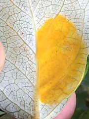 Taphrina populi-salicis