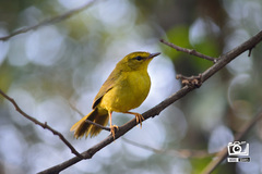 Myiothlypis flaveola