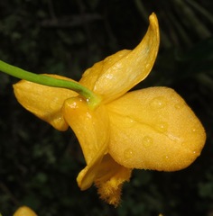 Dendrobium fimbriatum