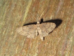 Eupithecia palpata
