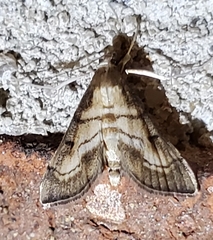 Marasmia trapezalis