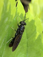 Hermetia illucens