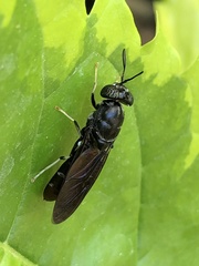 Hermetia illucens