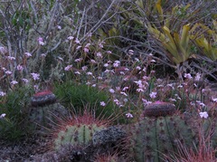 Mandevilla tenuifolia