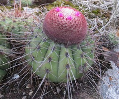 Melocactus ernestii