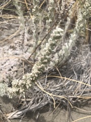Artemisia pycnocephala