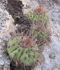 Melocactus ernestii