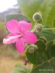 Pavonia malacophylla