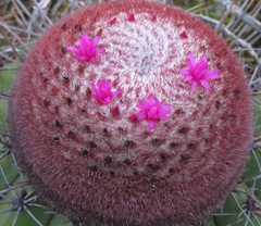 Melocactus ernestii