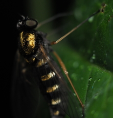 Chrysopilus ornatus