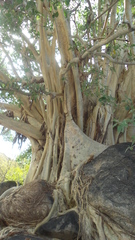 Ficus petiolaris palmeri