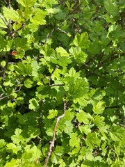 Ribes rotundifolium