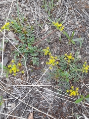 Lomatium hallii