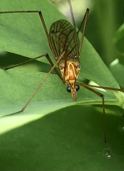 Nephrotoma ferruginea
