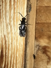 Sphaeropthalma marpesia