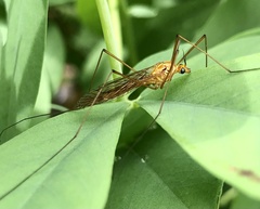 Nephrotoma ferruginea