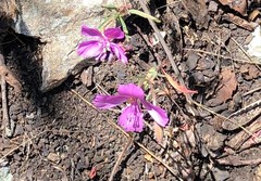 Clarkia bottae