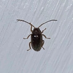 Ptilodactyla serricollis
