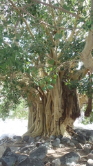 Ficus petiolaris palmeri