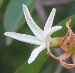 Hancornia speciosa