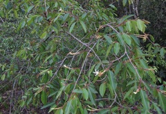 Hancornia speciosa
