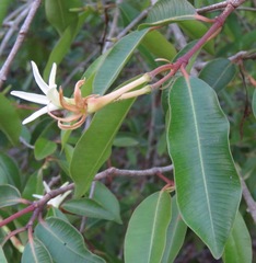 Hancornia speciosa