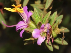Melastomataceae