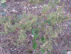 Melastomataceae