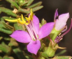 Melastomataceae