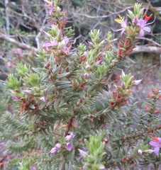 Melastomataceae