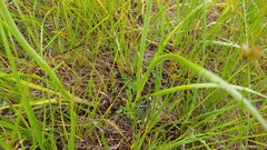 Allium canadense lavandulare