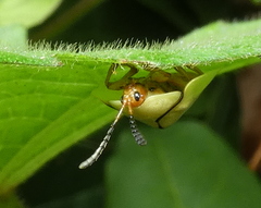 Paraselenis