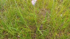 Allium canadense lavandulare
