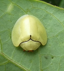 Paraselenis