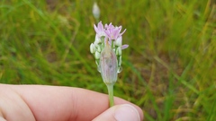 Allium canadense lavandulare