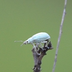 Compsus auricephalus