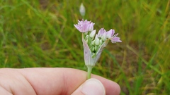 Allium canadense lavandulare