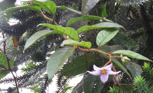 Solanum rupincola
