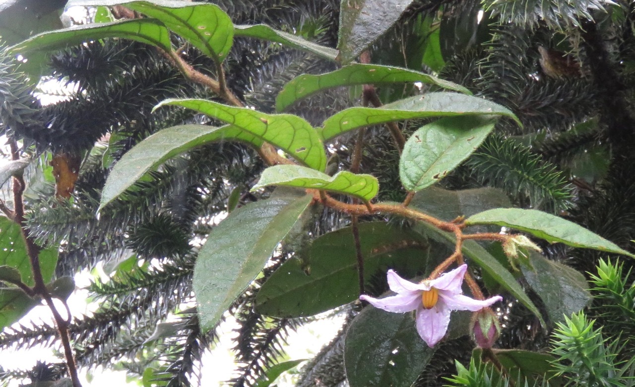 Solanum rupincola