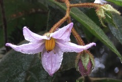 Solanum rupincola