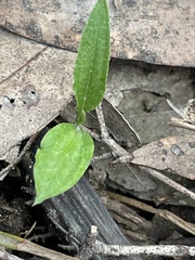 Pterostylis melagramma