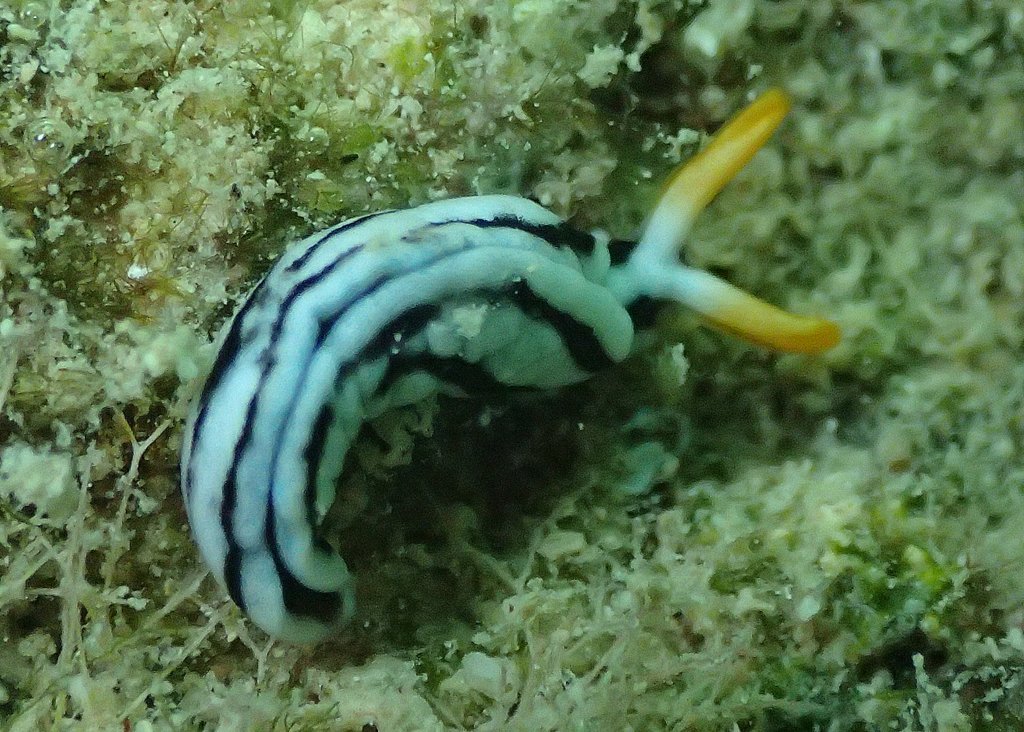 Thuridilla virgata